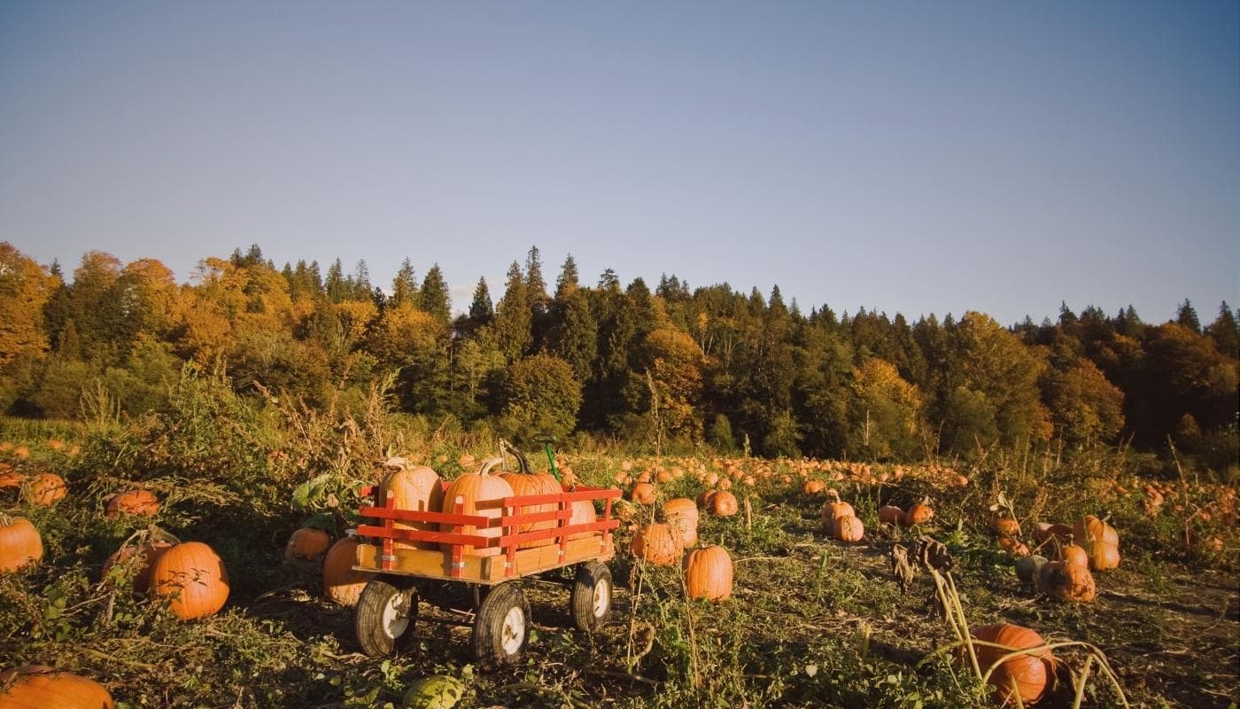 The Ultimate Fall Bucket List for Families